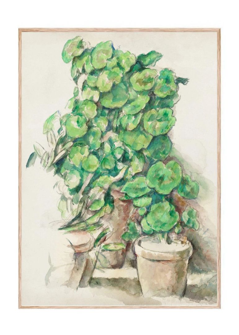 Geraniums