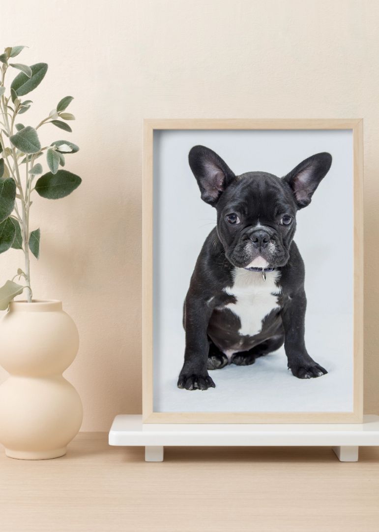 Bulldog hvalp