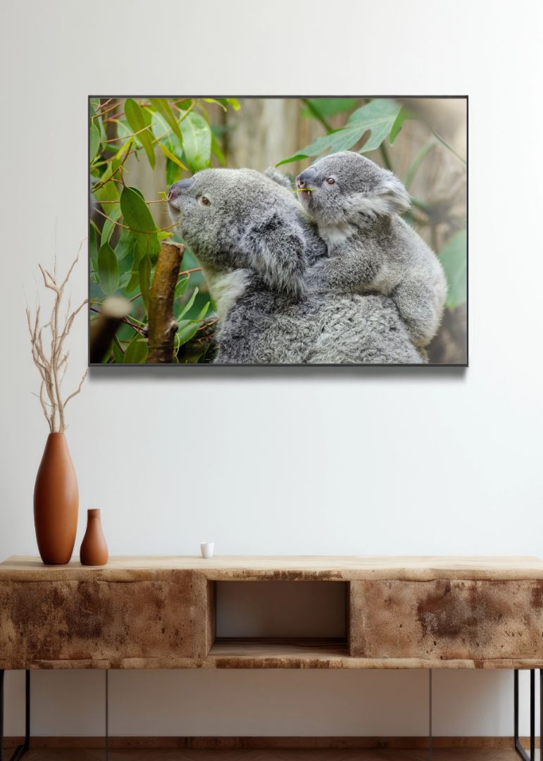 Koalamor og unge