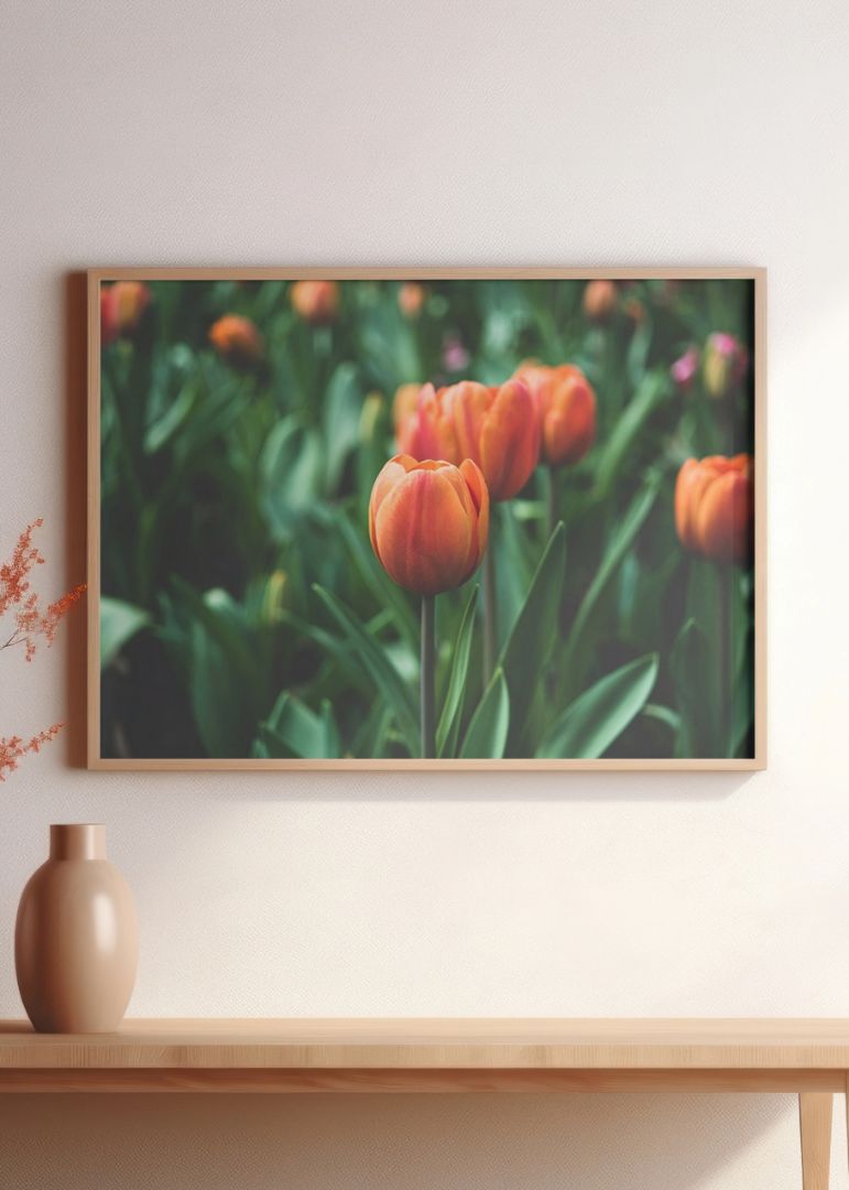 Orange tulipaner