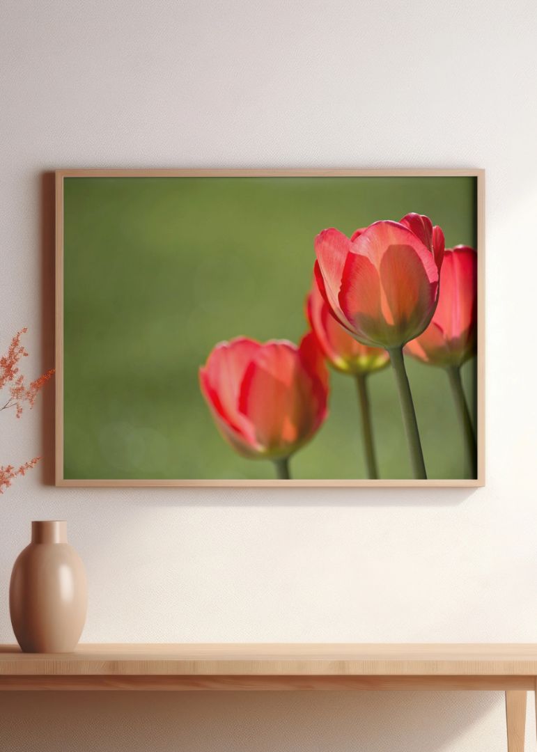 Røde tulipaner