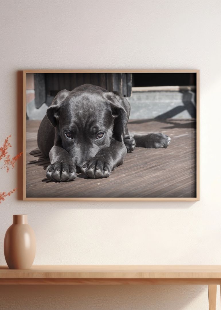 Sort hundehvalp