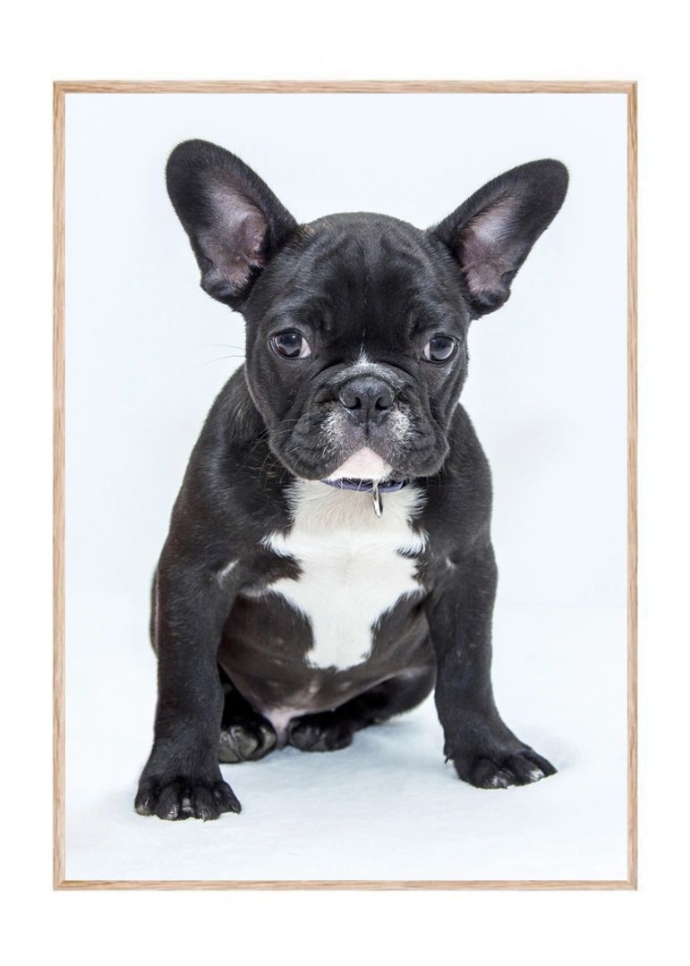 Bulldog hvalp