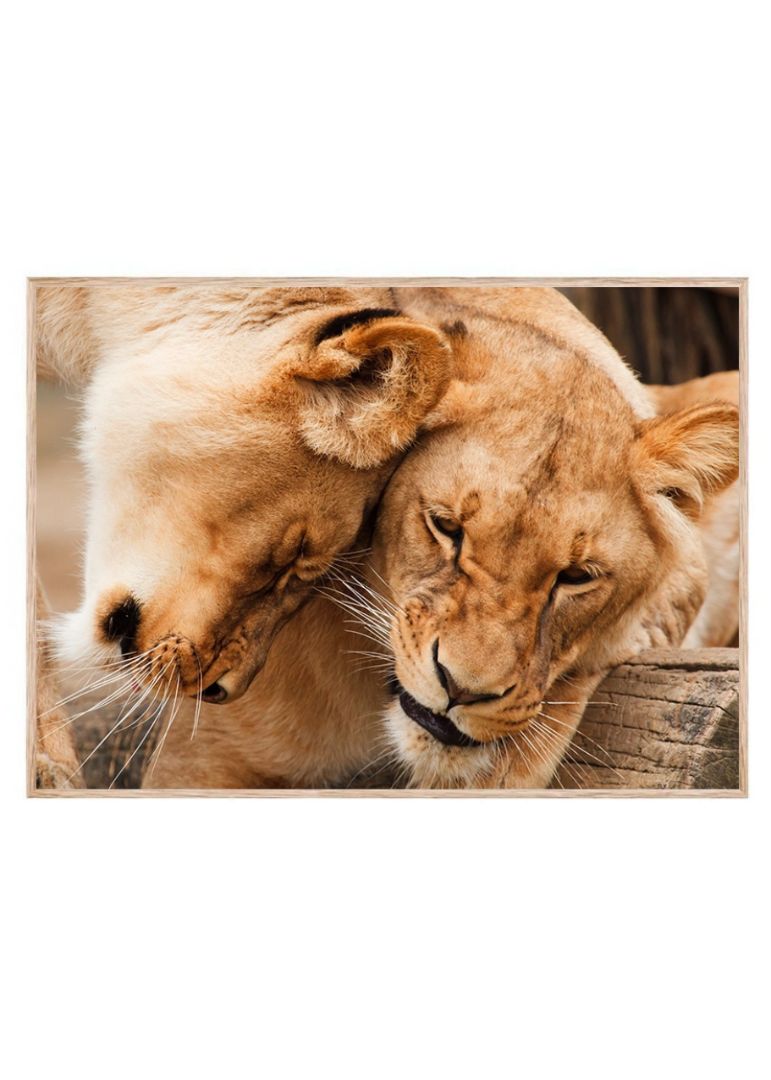 Forelskede løver foto