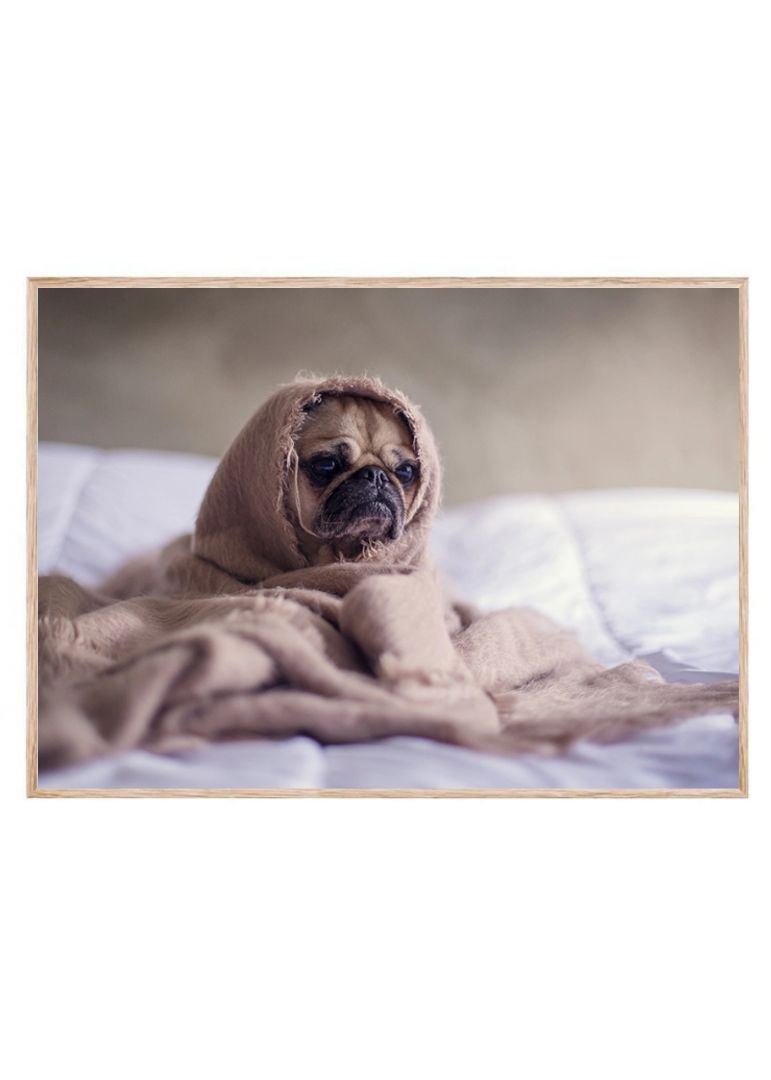 Hundehvalp svøbt i tæppe