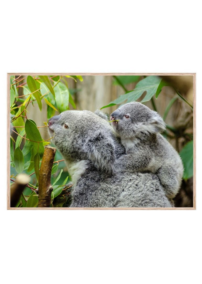 Koalamor og unge