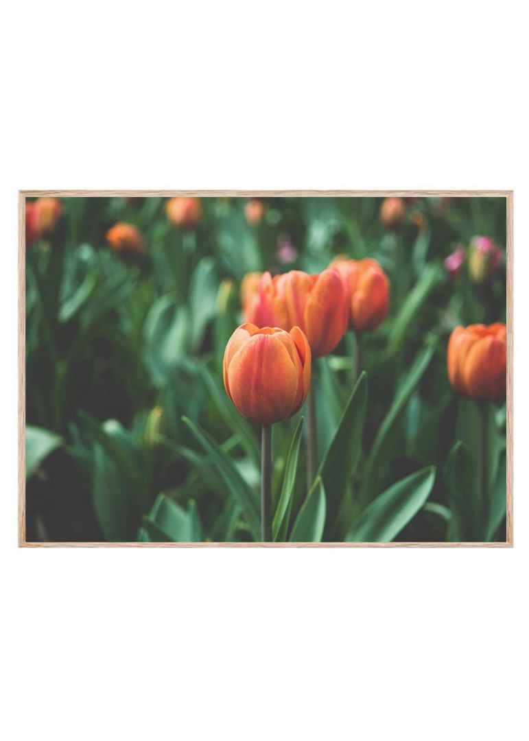 Orange tulipaner