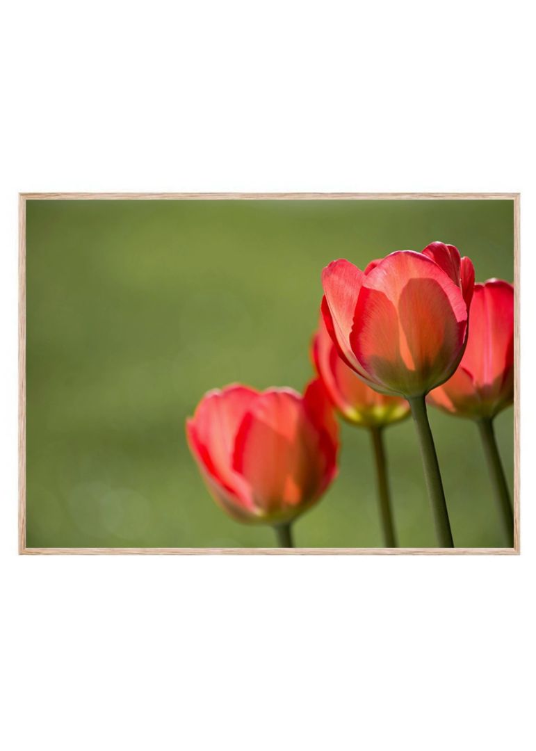 Røde tulipaner