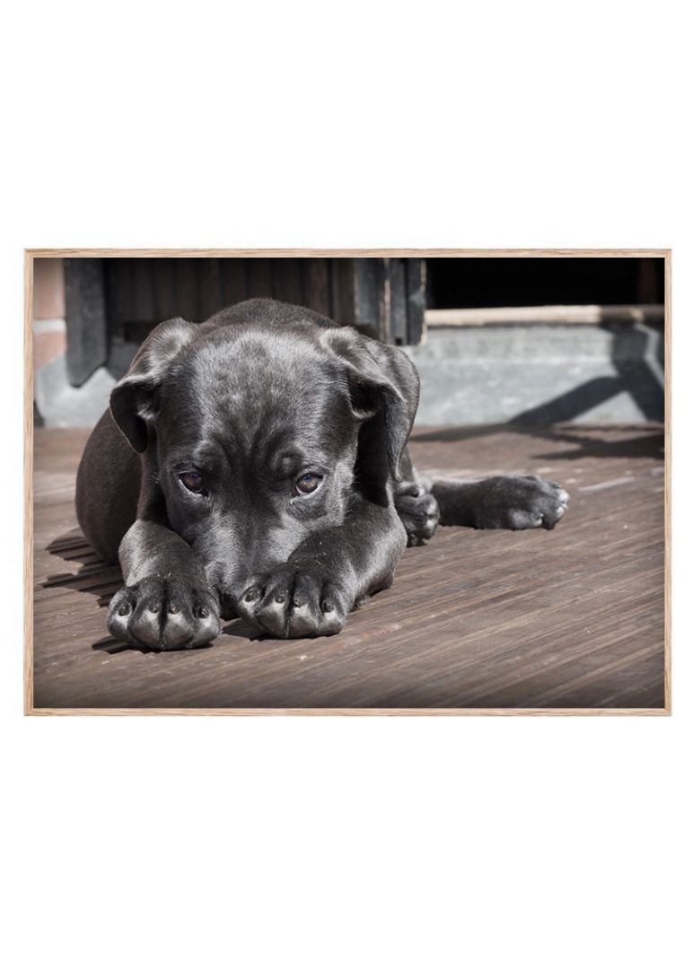 Sort hundehvalp