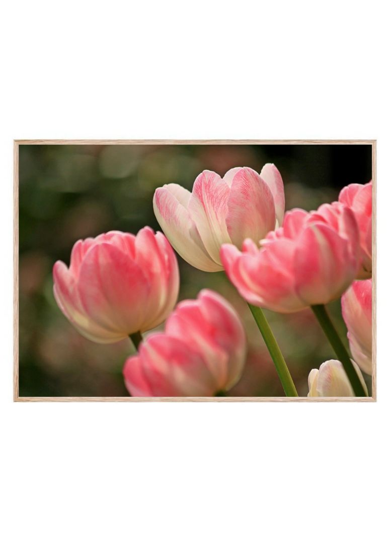 Tulipanernes forår