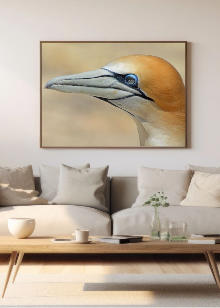 Gannet sea bird