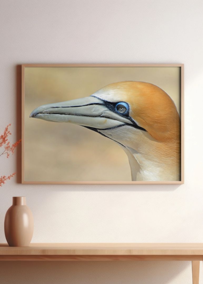 Gannet sea bird