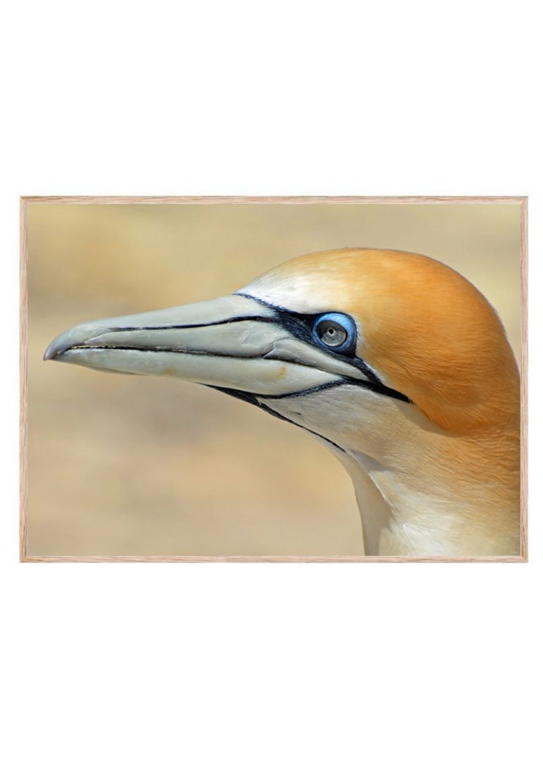 Gannet sea bird
