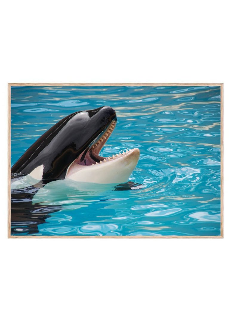 Happy Dolphin