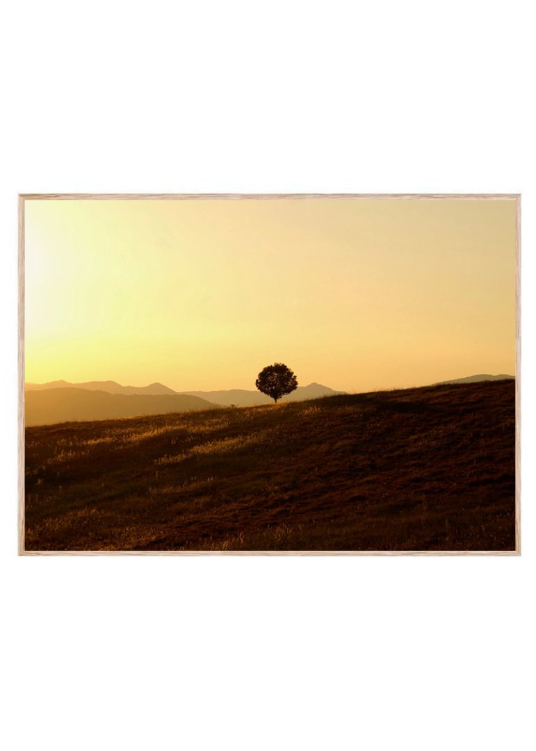 Lone Tree