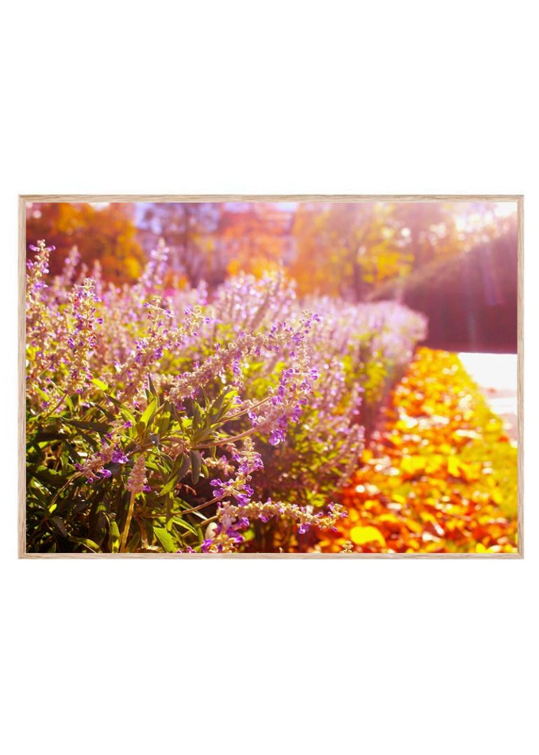 Purple Blooming Plant