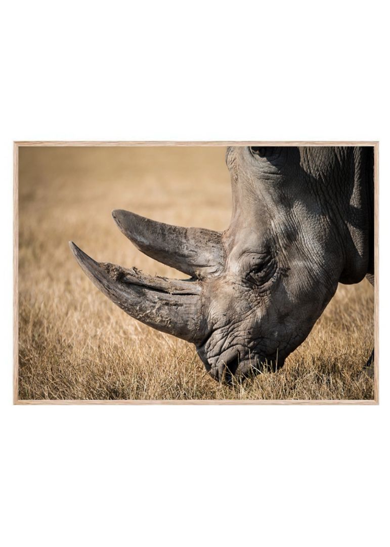 The rhino profile