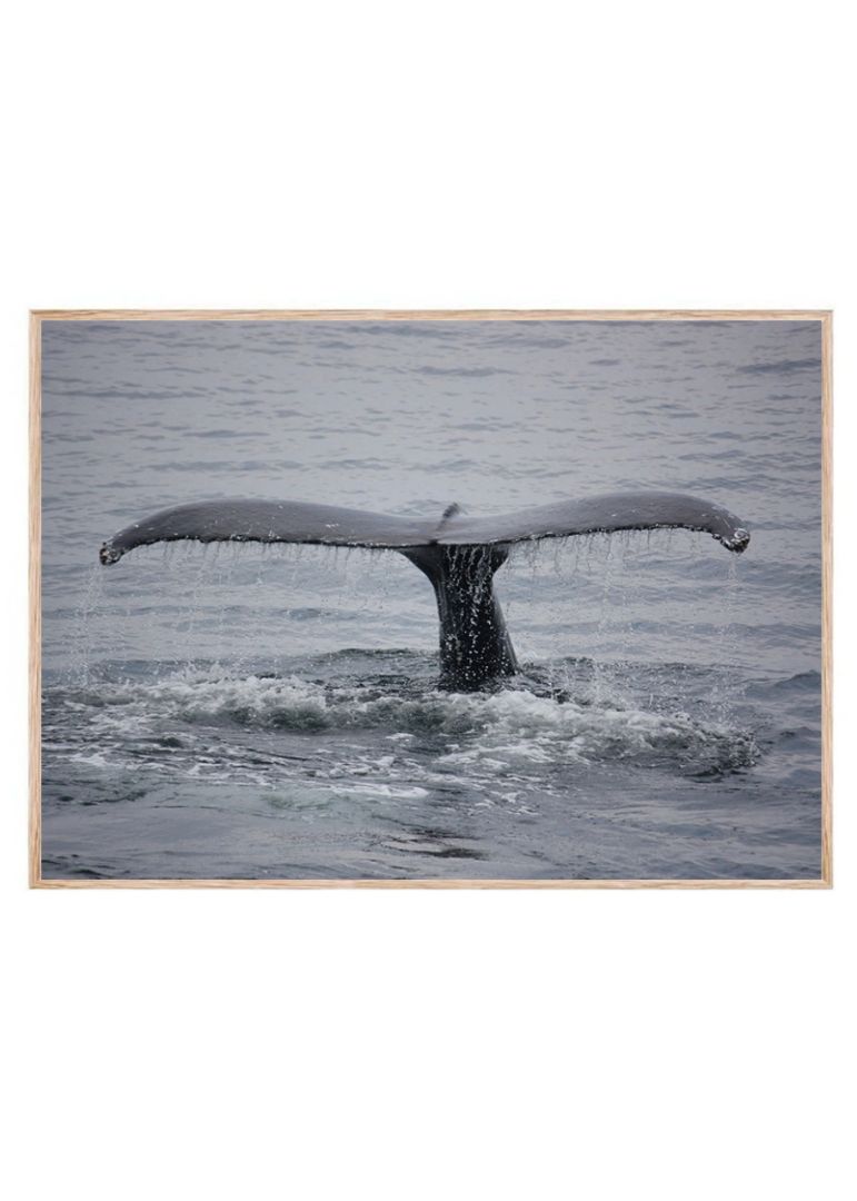 Whale Happy Tail