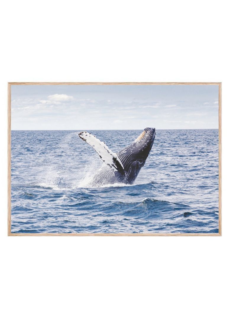Whale Splash