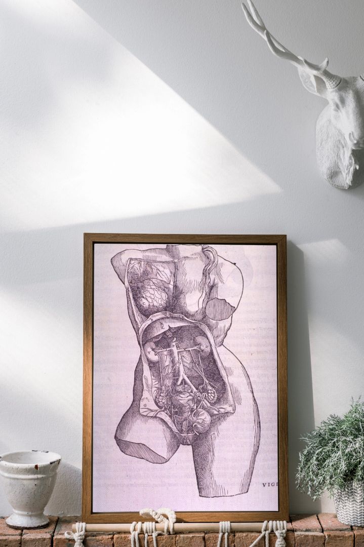 Gastrointestinal and Reproductive System Plate
