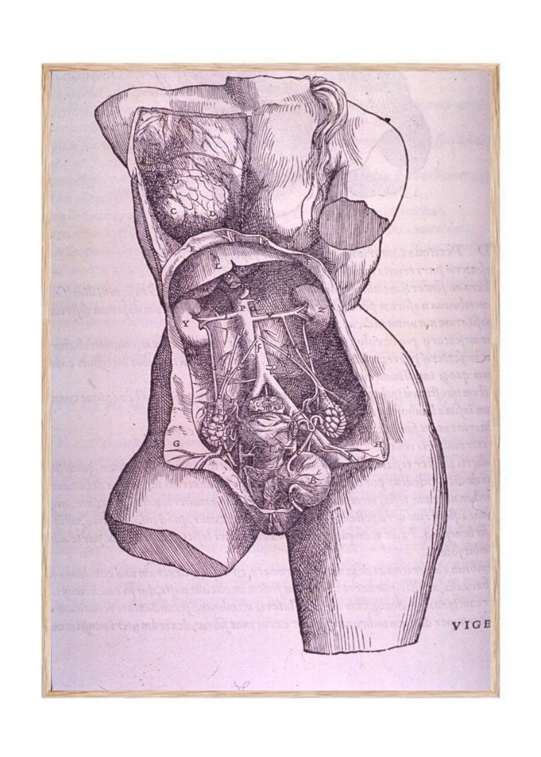 Gastrointestinal and Reproductive System Plate