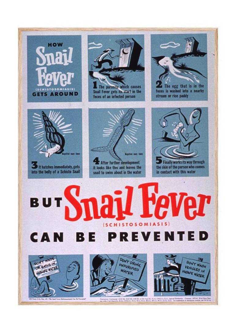 How Snail Fever (Schistosomiasis) Gets Around