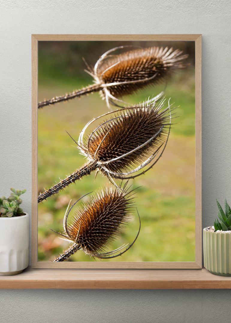 Old Dried Teasel