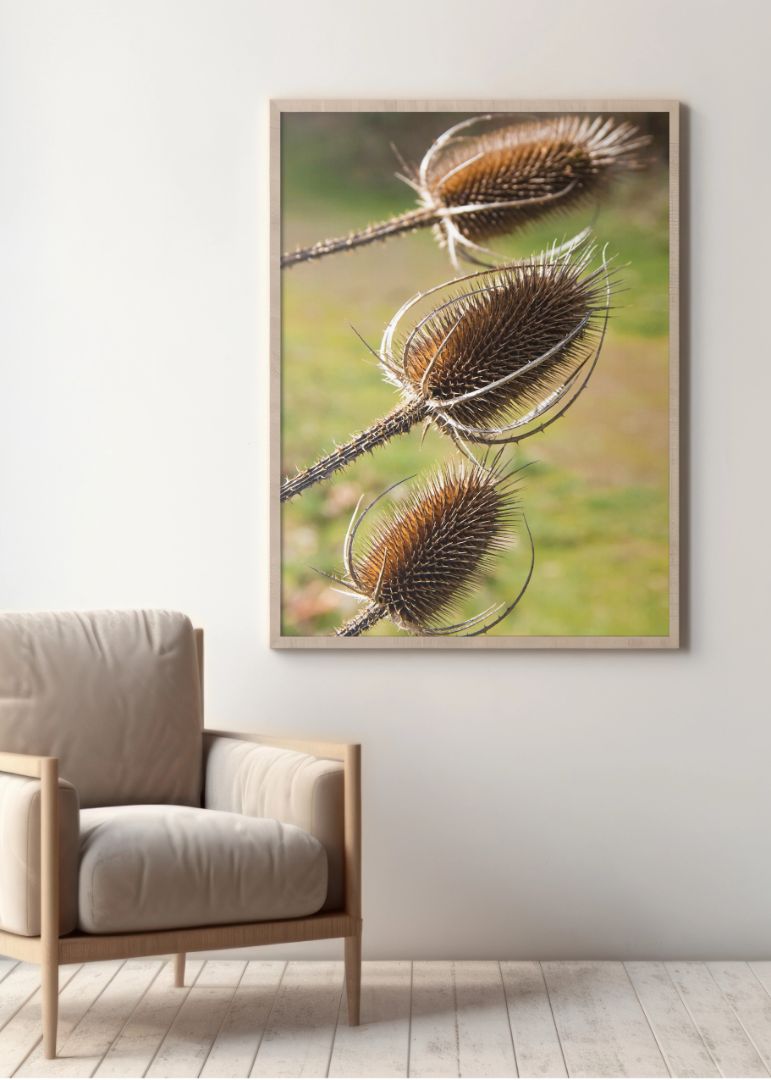 Old Dried Teasel