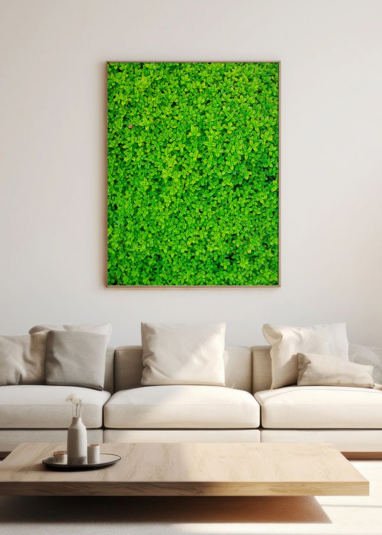 Soleirolia