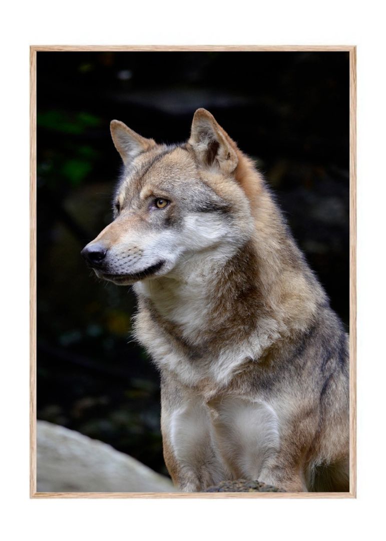 Alpha Wolf