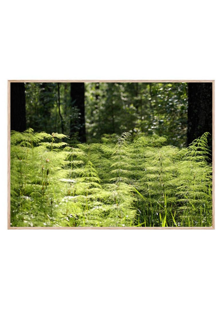 Expansive Forest Grass