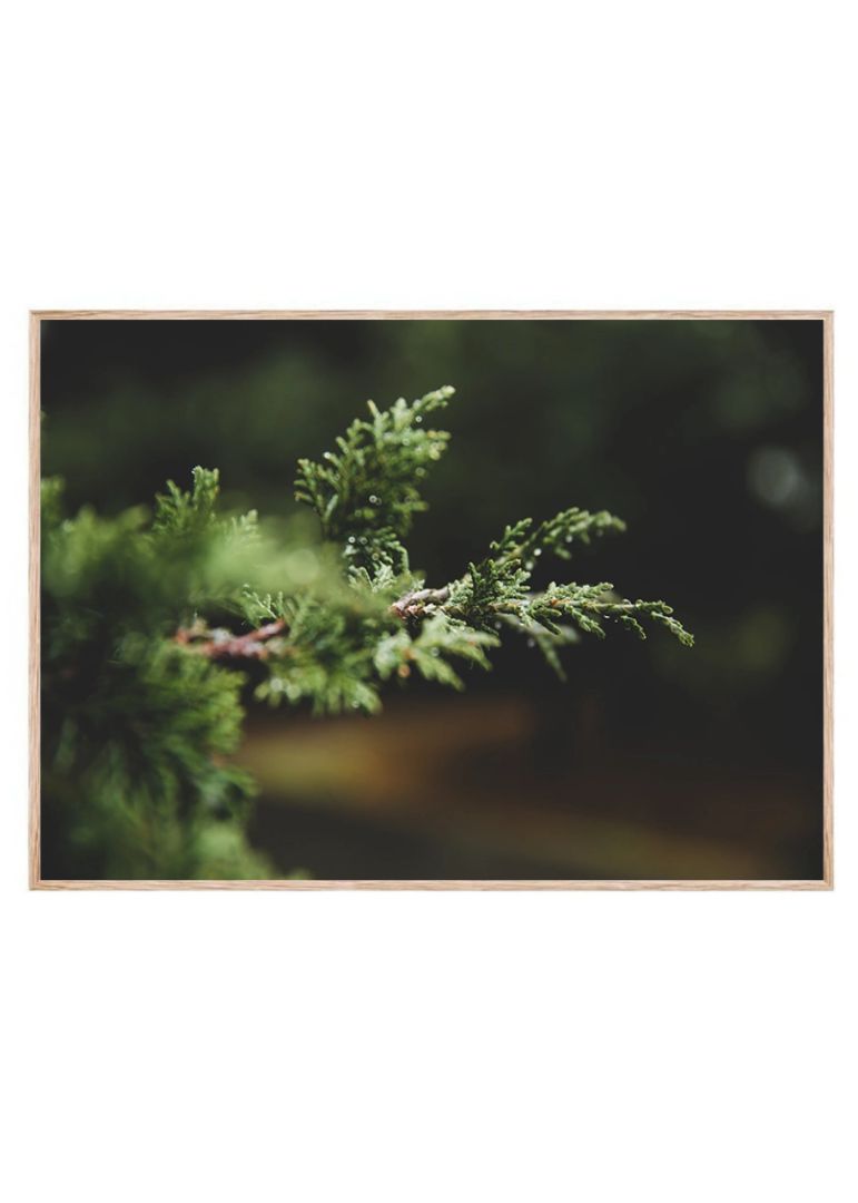 Fine Pine Leaf
