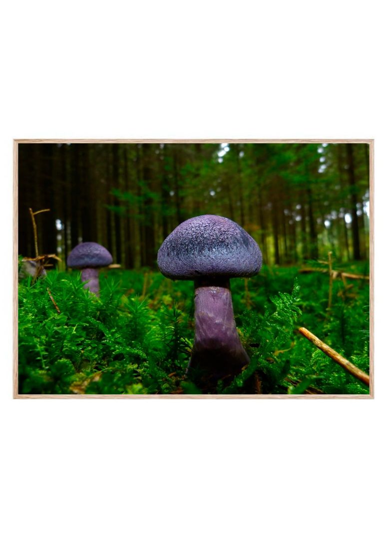 Fluffy Mushroom