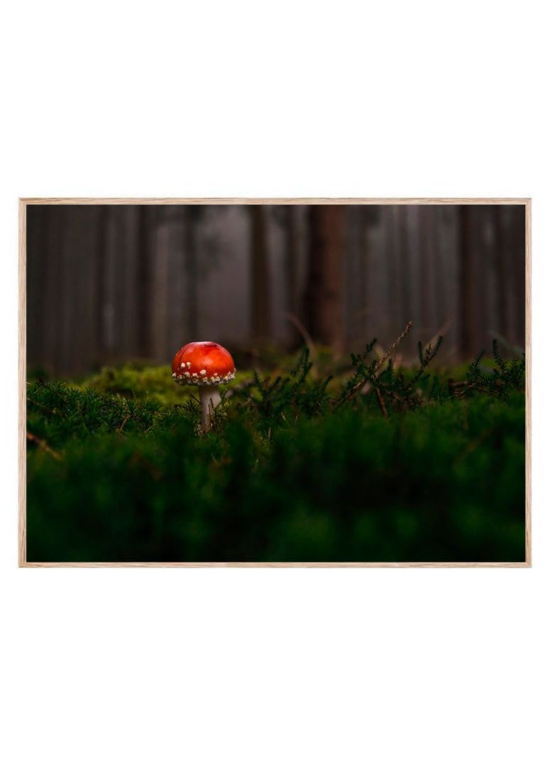 Lone Agaric Mushroom
