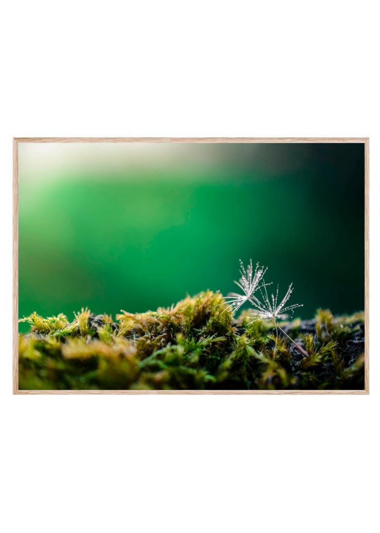 Lost Dandelion