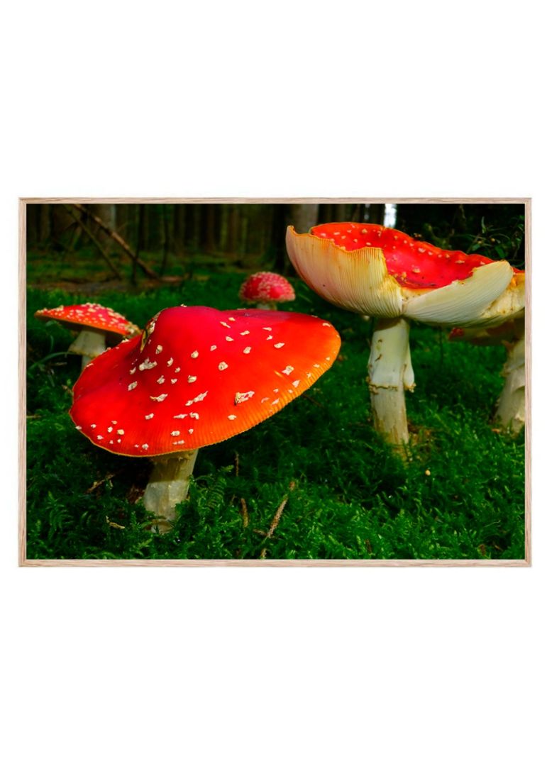 Massive Mushroom