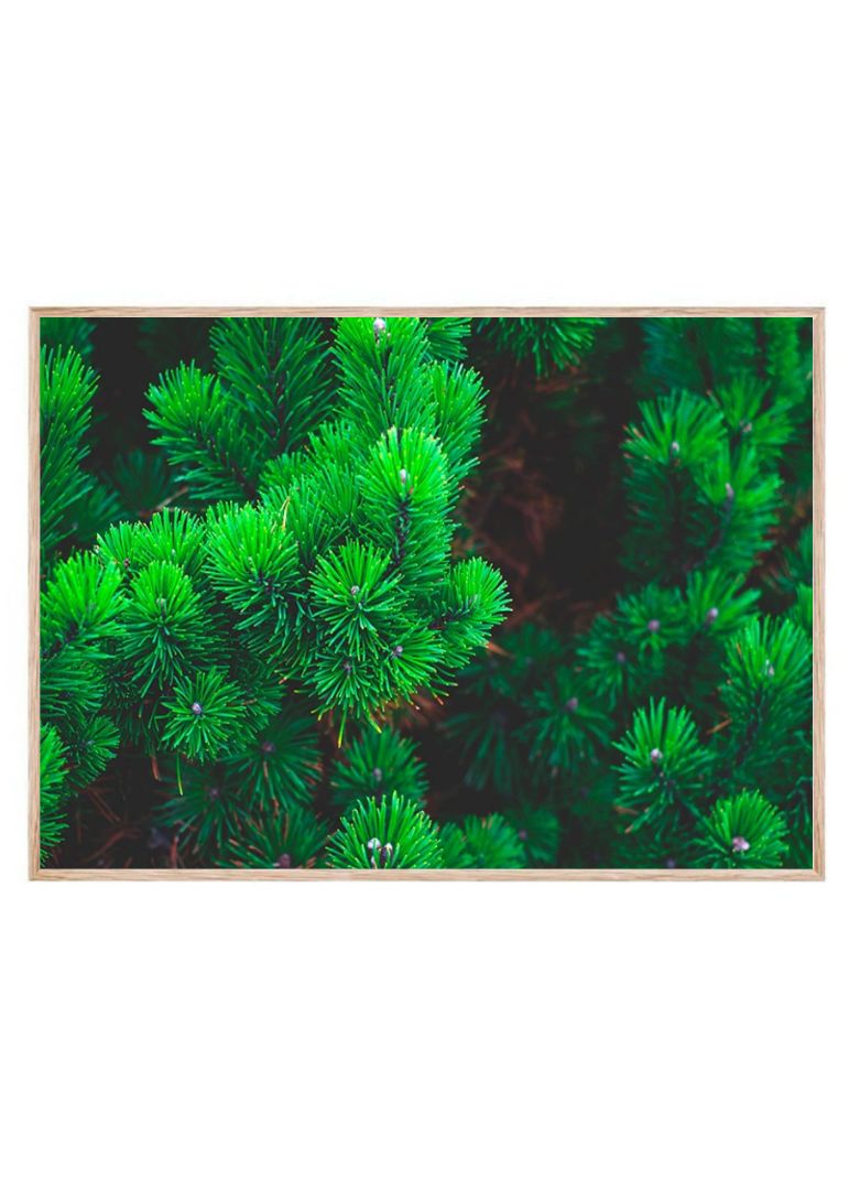 Mountain Pine