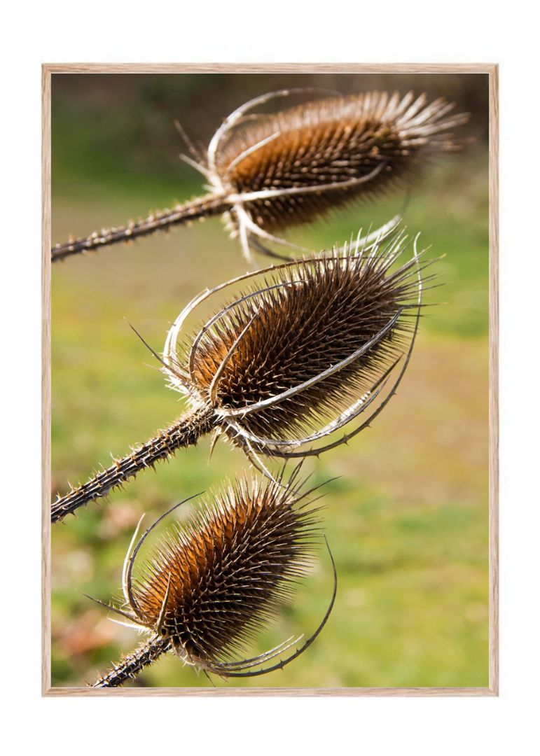 Old Dried Teasel