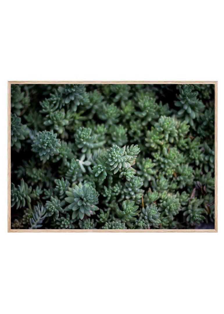 Petrosedum sediforme plant