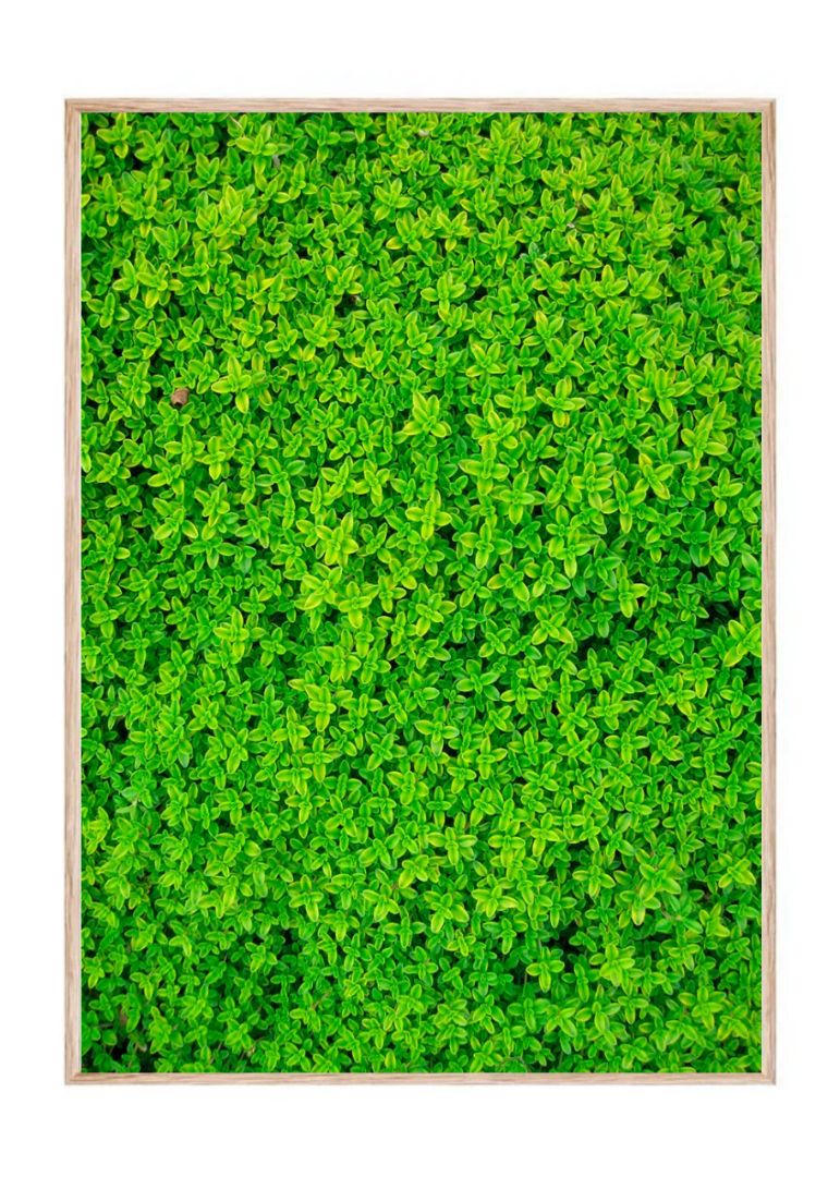 Soleirolia