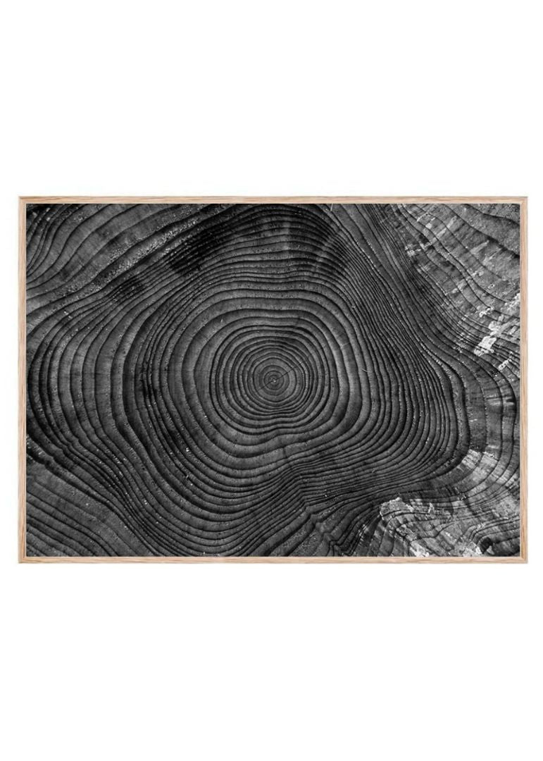 Tree Ring Texture