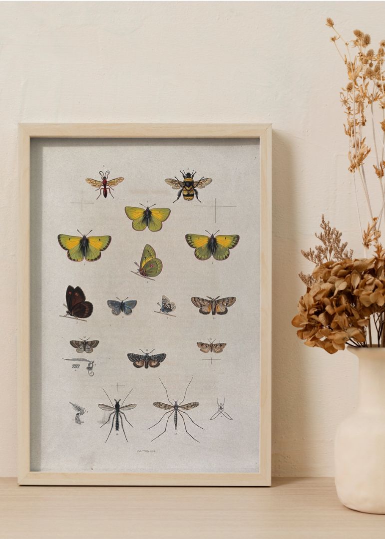 A bee, five butterflies