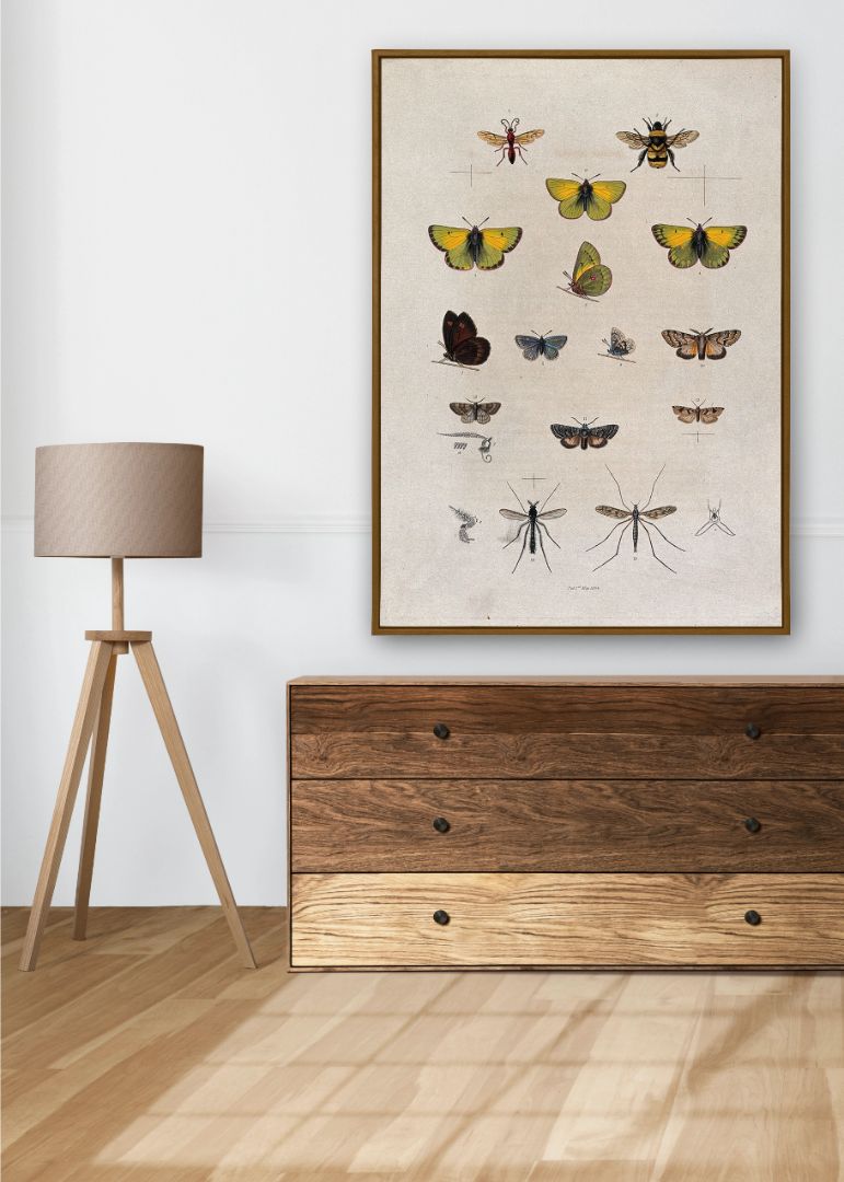 A bee, five butterflies