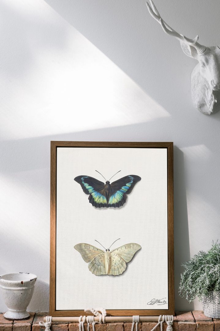 Boven – sommerfugl