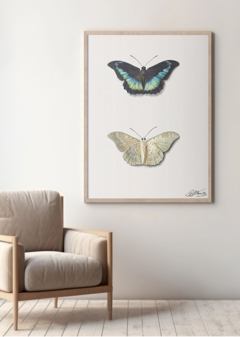 Boven – sommerfugl