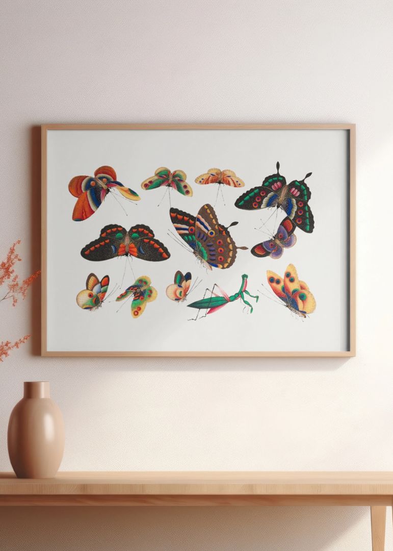 Chinese butterfly and insect