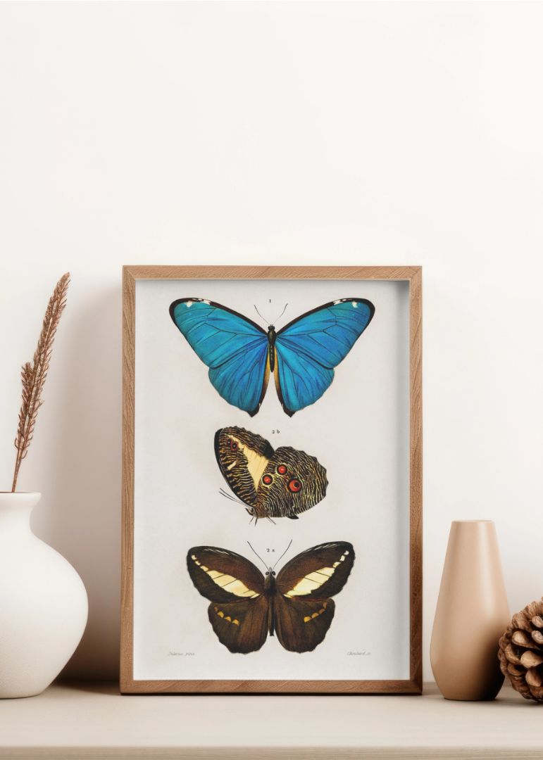 Forskellige sommerfugle 1892