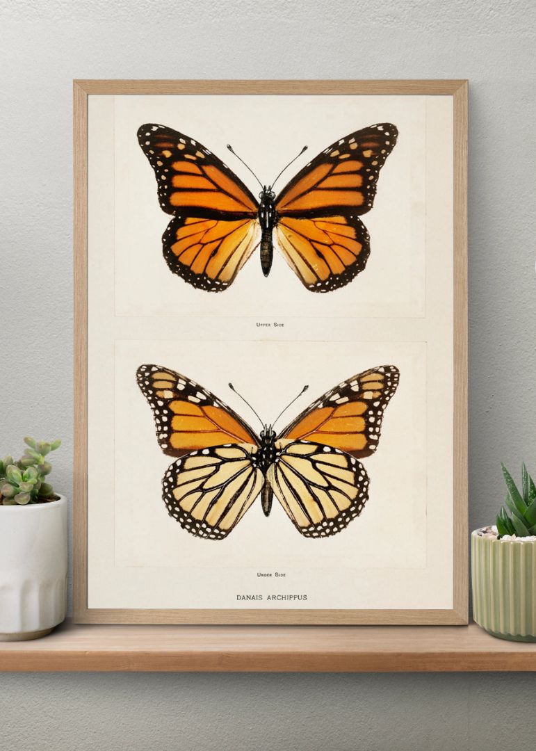 Monarch Butterfly (Danais Archippus)