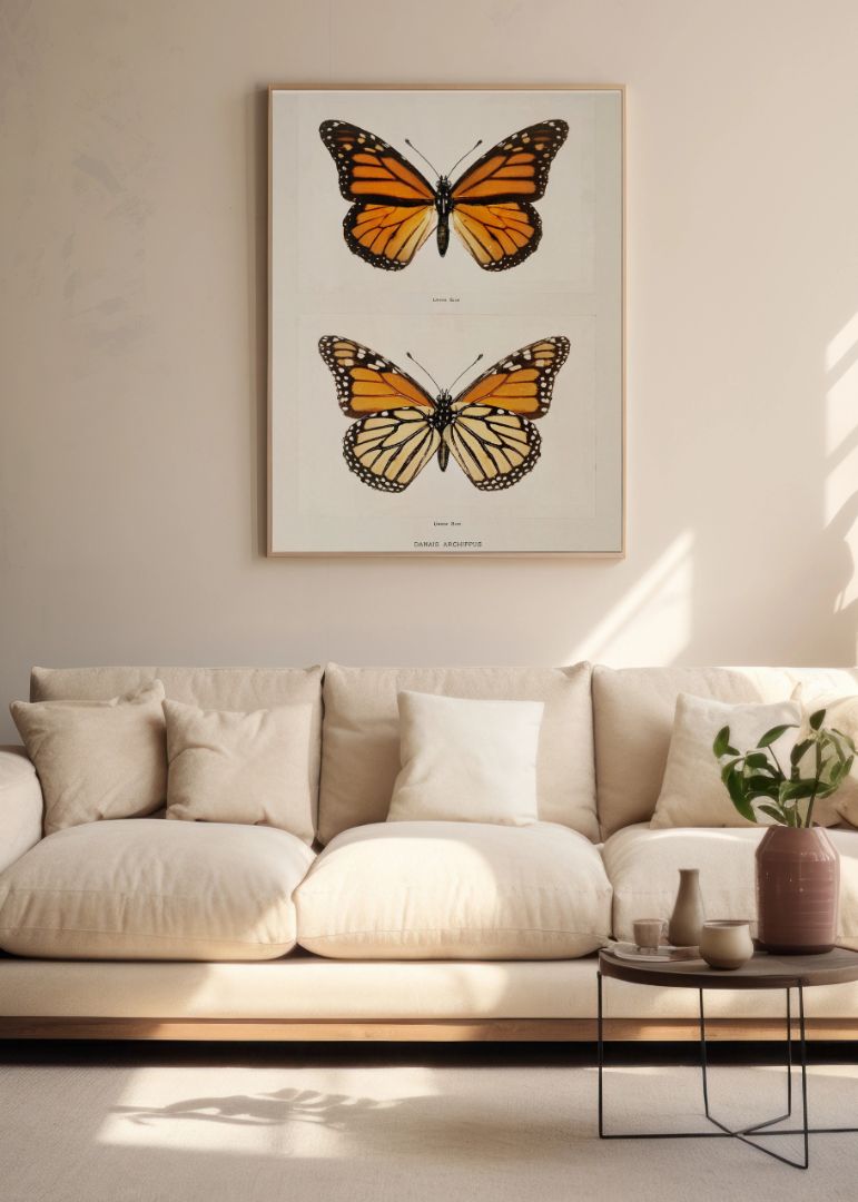 Monarch Butterfly (Danais Archippus)