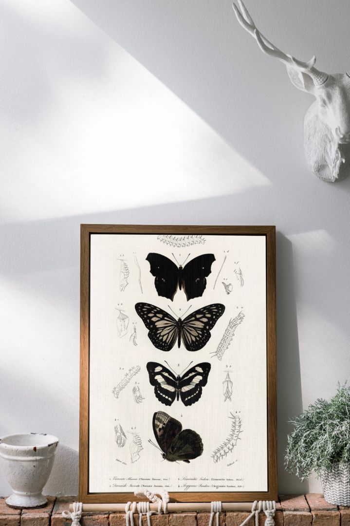 Samling af sommerfugle